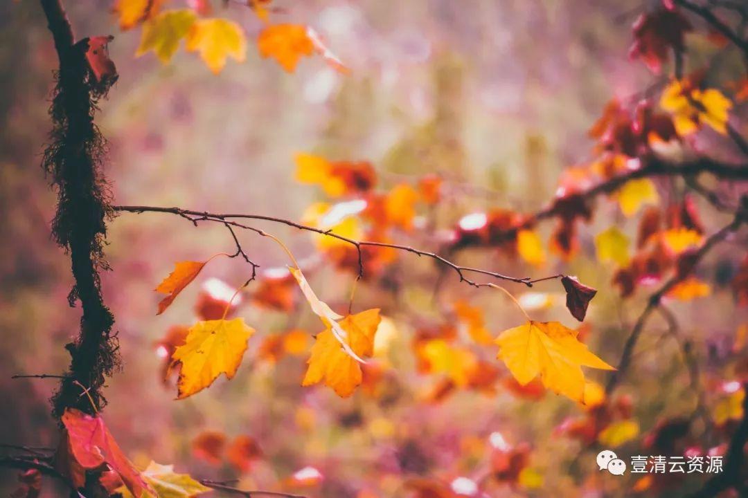 【S0112】【素材】秋天美景高清照片素材 Autumn photo pack