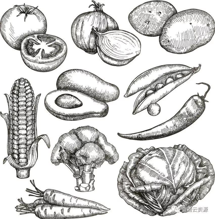 【S0348】手绘线稿插画食物食材蔬菜水果肉类海鲜背景菜单设计矢量图片素材
