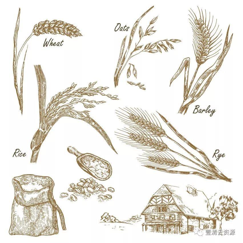 【S0348】手绘线稿插画食物食材蔬菜水果肉类海鲜背景菜单设计矢量图片素材
