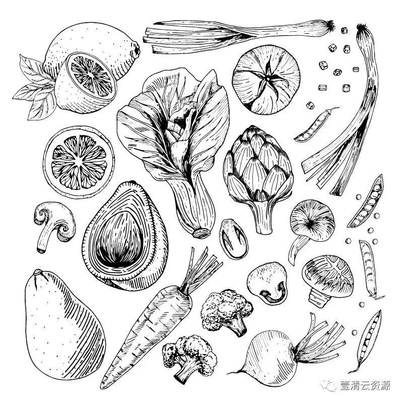 【S0348】手绘线稿插画食物食材蔬菜水果肉类海鲜背景菜单设计矢量图片素材