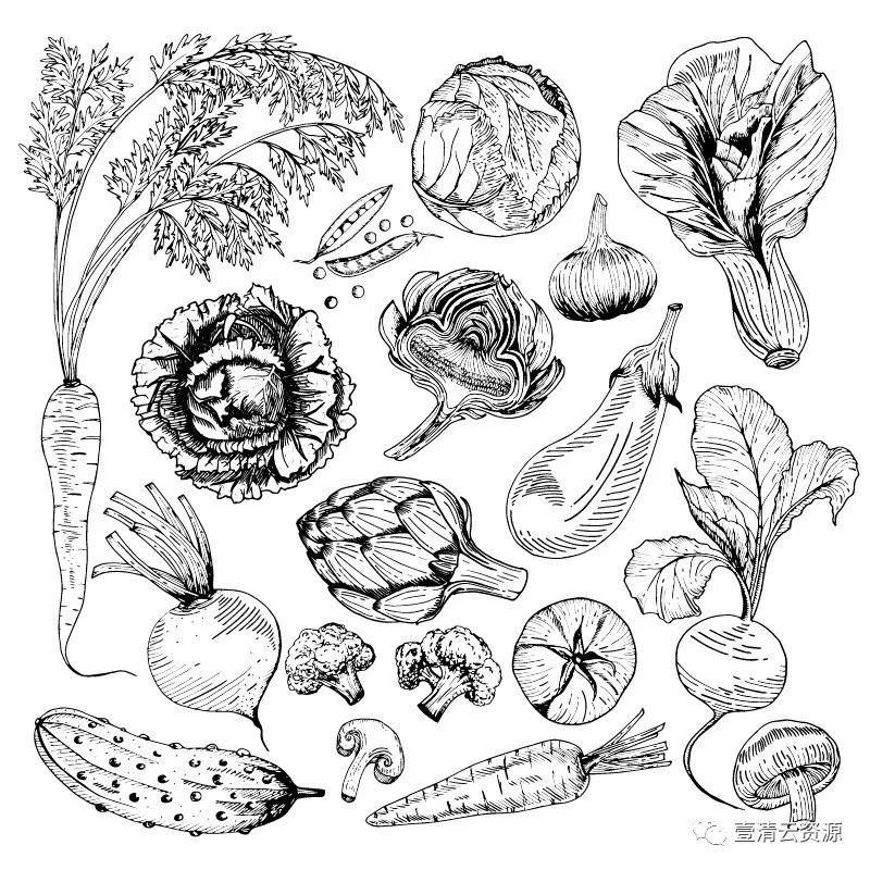 【S0348】手绘线稿插画食物食材蔬菜水果肉类海鲜背景菜单设计矢量图片素材