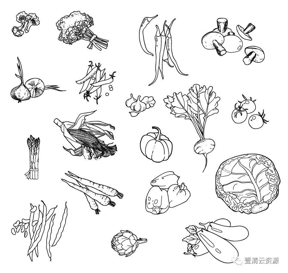 【S0348】手绘线稿插画食物食材蔬菜水果肉类海鲜背景菜单设计矢量图片素材