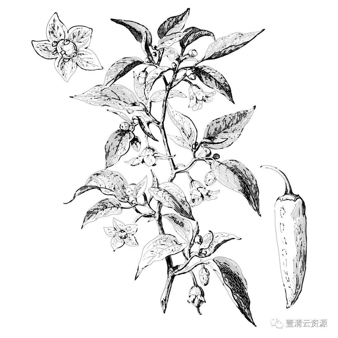 【S0348】手绘线稿插画食物食材蔬菜水果肉类海鲜背景菜单设计矢量图片素材