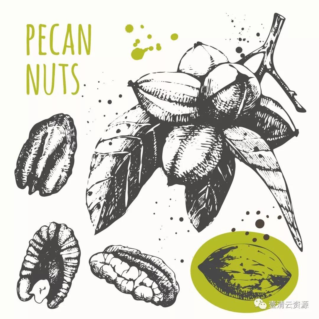【S0348】手绘线稿插画食物食材蔬菜水果肉类海鲜背景菜单设计矢量图片素材