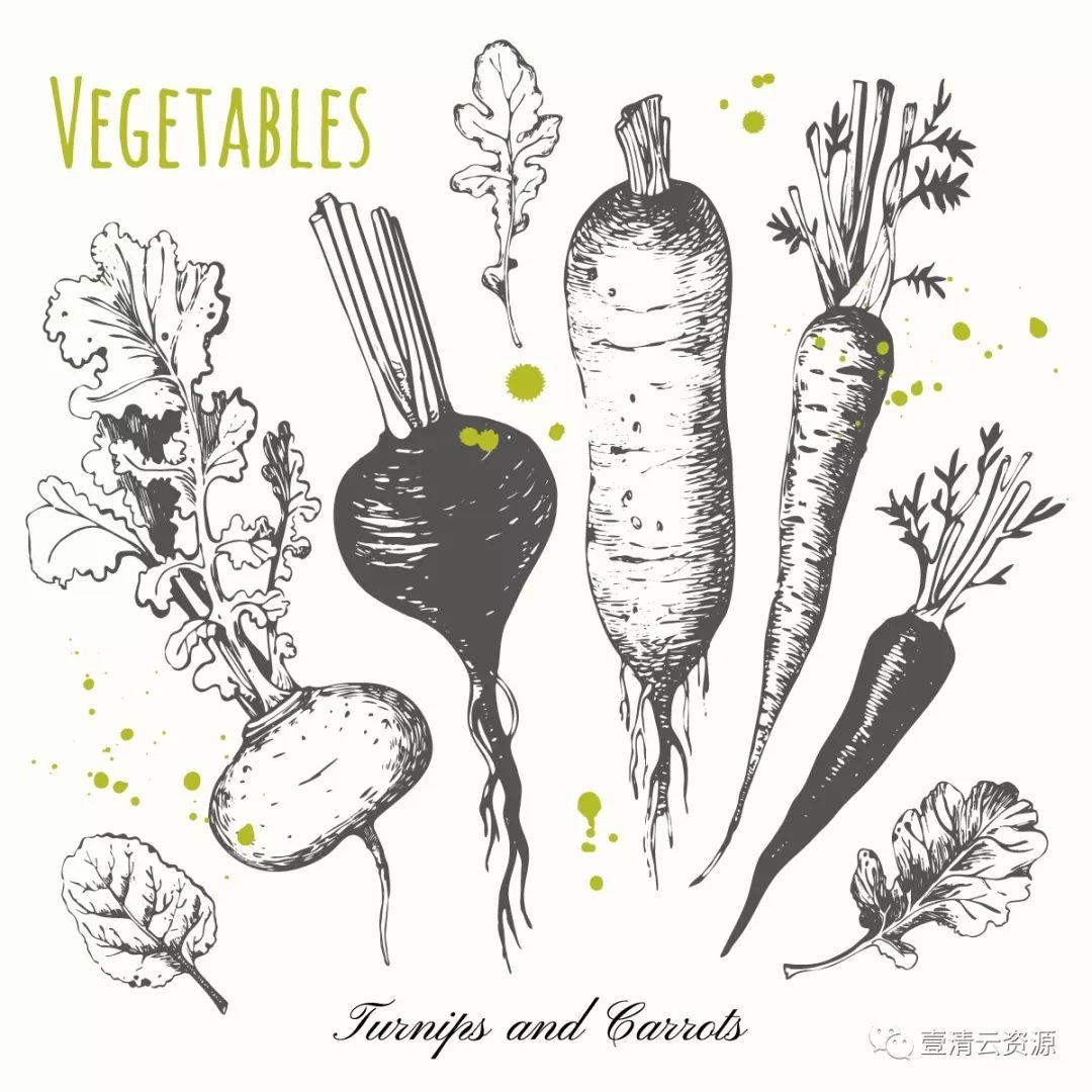 【S0348】手绘线稿插画食物食材蔬菜水果肉类海鲜背景菜单设计矢量图片素材