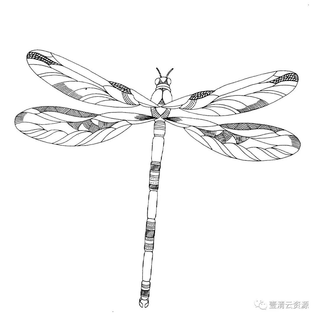 【S0471】【素材】时尚手绘线稿黑白插画动物人物独角兽马鲸鱼背景装饰矢量图片素材
