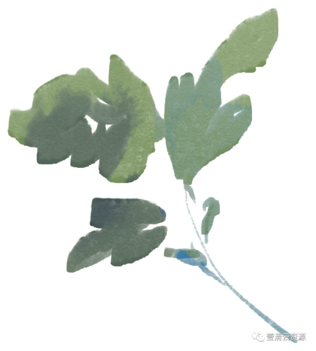 【S0485】【素材】高清水彩淡雅玫瑰花鲜花植物图片PNG免抠剪贴画PS设计素材源文件