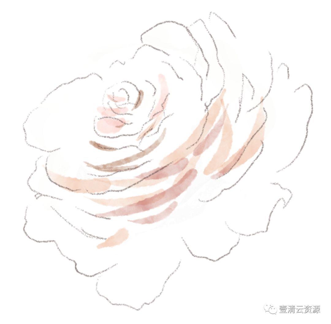 【S0485】【素材】高清水彩淡雅玫瑰花鲜花植物图片PNG免抠剪贴画PS设计素材源文件