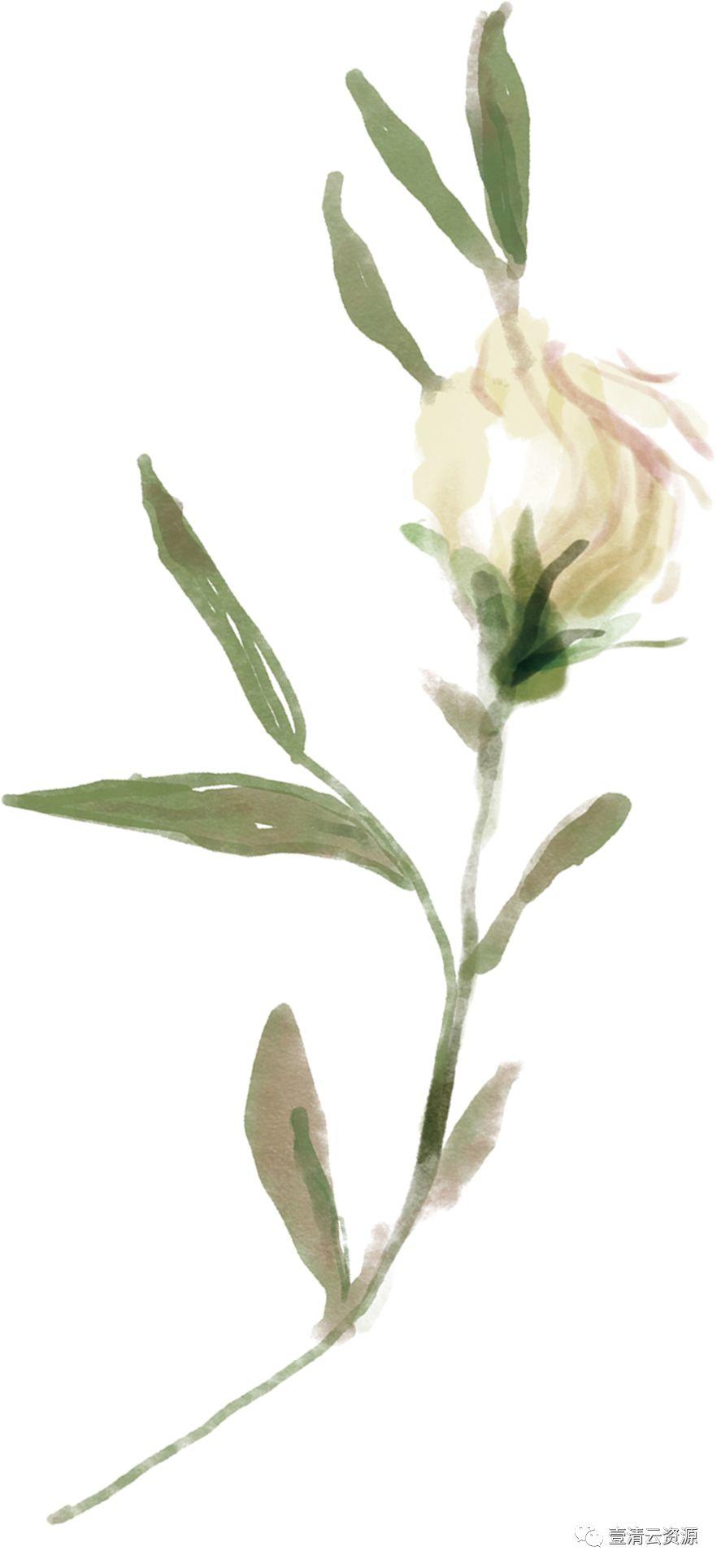 【S0485】【素材】高清水彩淡雅玫瑰花鲜花植物图片PNG免抠剪贴画PS设计素材源文件