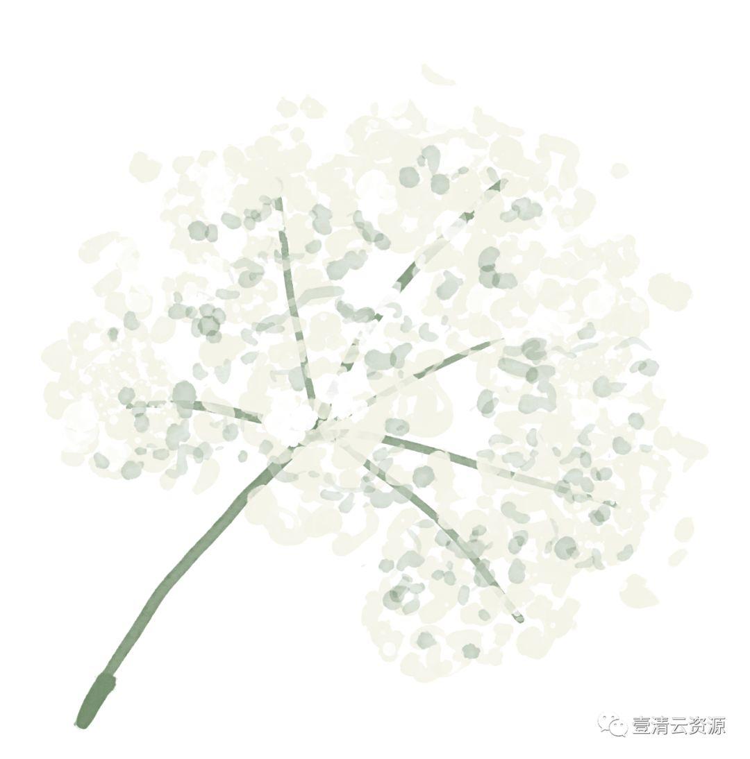 【S0485】【素材】高清水彩淡雅玫瑰花鲜花植物图片PNG免抠剪贴画PS设计素材源文件