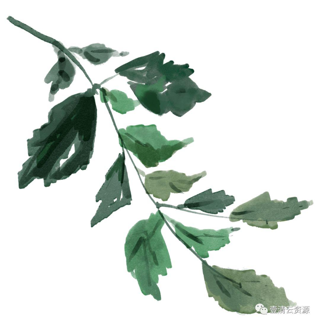 【S0485】【素材】高清水彩淡雅玫瑰花鲜花植物图片PNG免抠剪贴画PS设计素材源文件