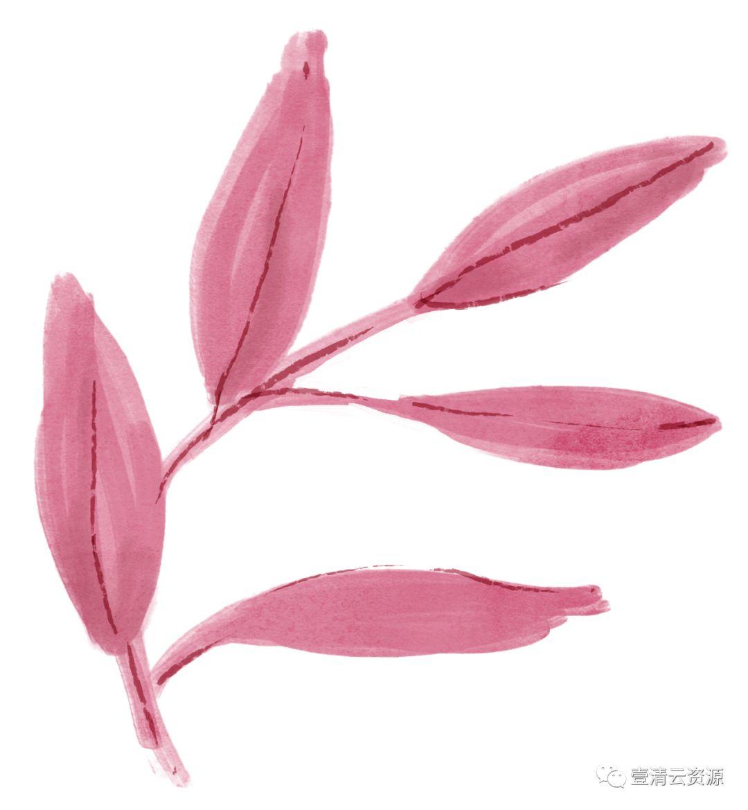 【S0485】【素材】高清水彩淡雅玫瑰花鲜花植物图片PNG免抠剪贴画PS设计素材源文件