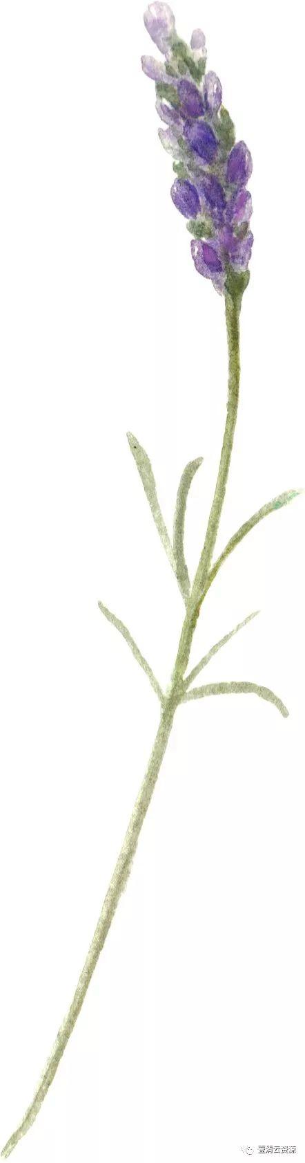 【S0489】【素材】水彩唯美花卉薰衣草紫色花环花丛png免抠图设计素材源文件