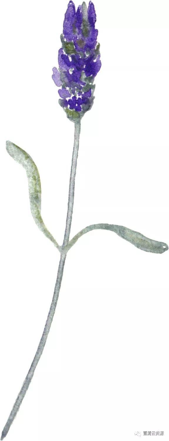 【S0489】【素材】水彩唯美花卉薰衣草紫色花环花丛png免抠图设计素材源文件