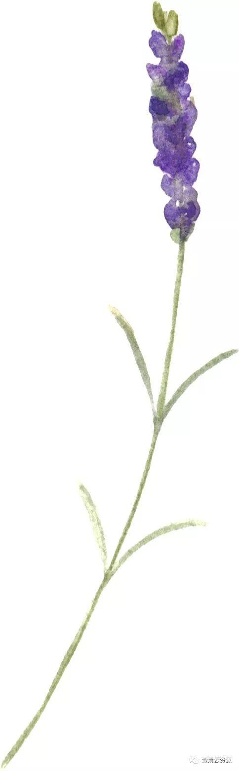 【S0489】【素材】水彩唯美花卉薰衣草紫色花环花丛png免抠图设计素材源文件