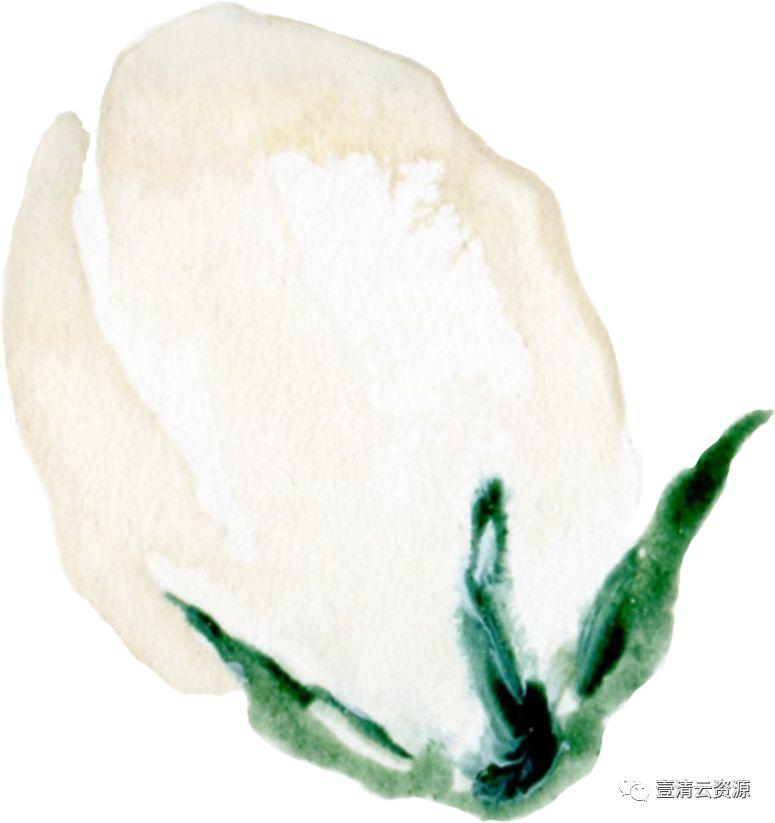 【S0519】【素材】 金橘和白色兰花手绘水彩画PNG免扣素材源文件