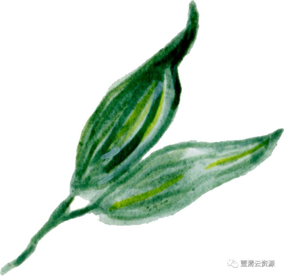 【S0519】【素材】 金橘和白色兰花手绘水彩画PNG免扣素材源文件