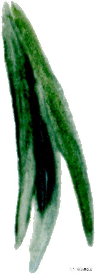 【S0519】【素材】 金橘和白色兰花手绘水彩画PNG免扣素材源文件