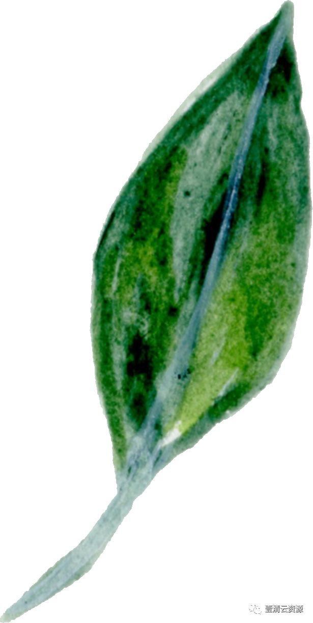 【S0519】【素材】 金橘和白色兰花手绘水彩画PNG免扣素材源文件