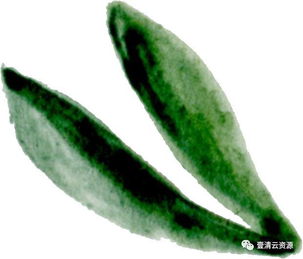 【S0519】【素材】 金橘和白色兰花手绘水彩画PNG免扣素材源文件