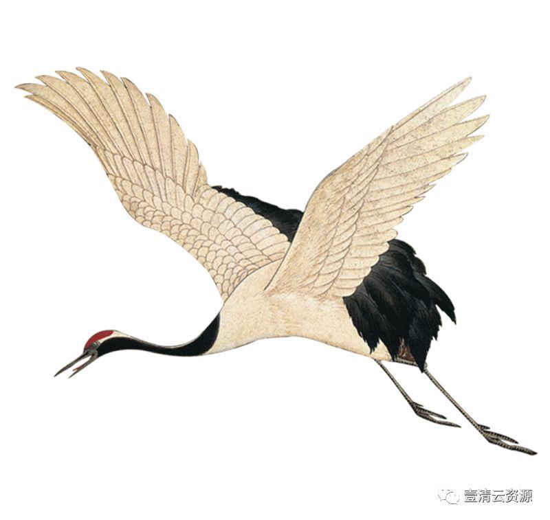 【S0522】【素材】古风仙鹤丹顶鹤中国风古典元素图片装饰PNG免扣透明设计素材