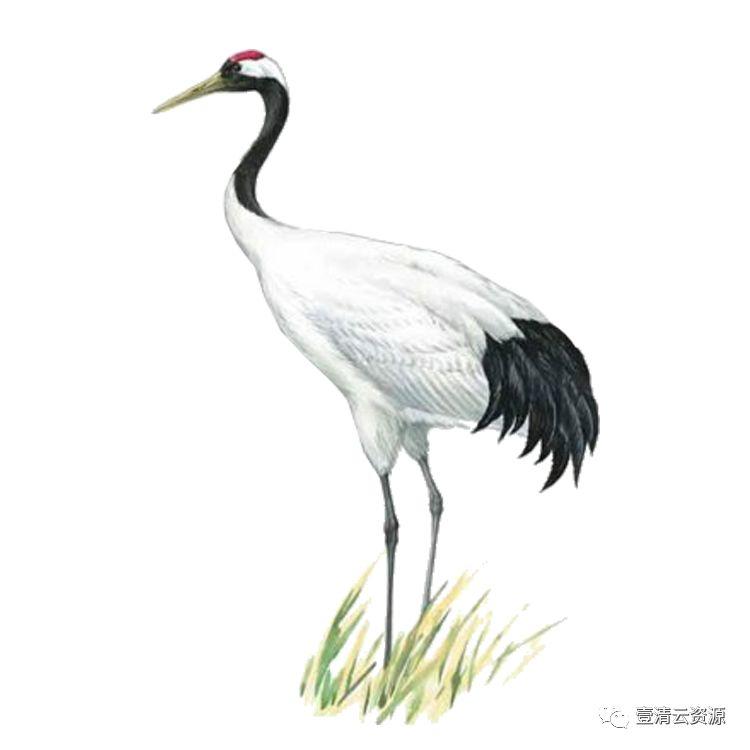 【S0522】【素材】古风仙鹤丹顶鹤中国风古典元素图片装饰PNG免扣透明设计素材