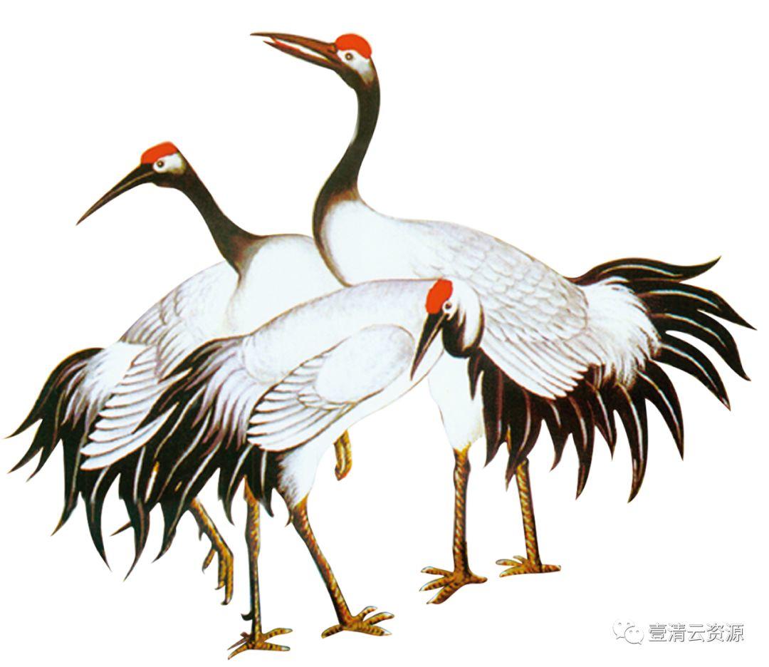 【S0523】【素材】仙鹤丹顶白鹤飞鹤PS古风效果图素材工笔画PNG免抠图高清透明二