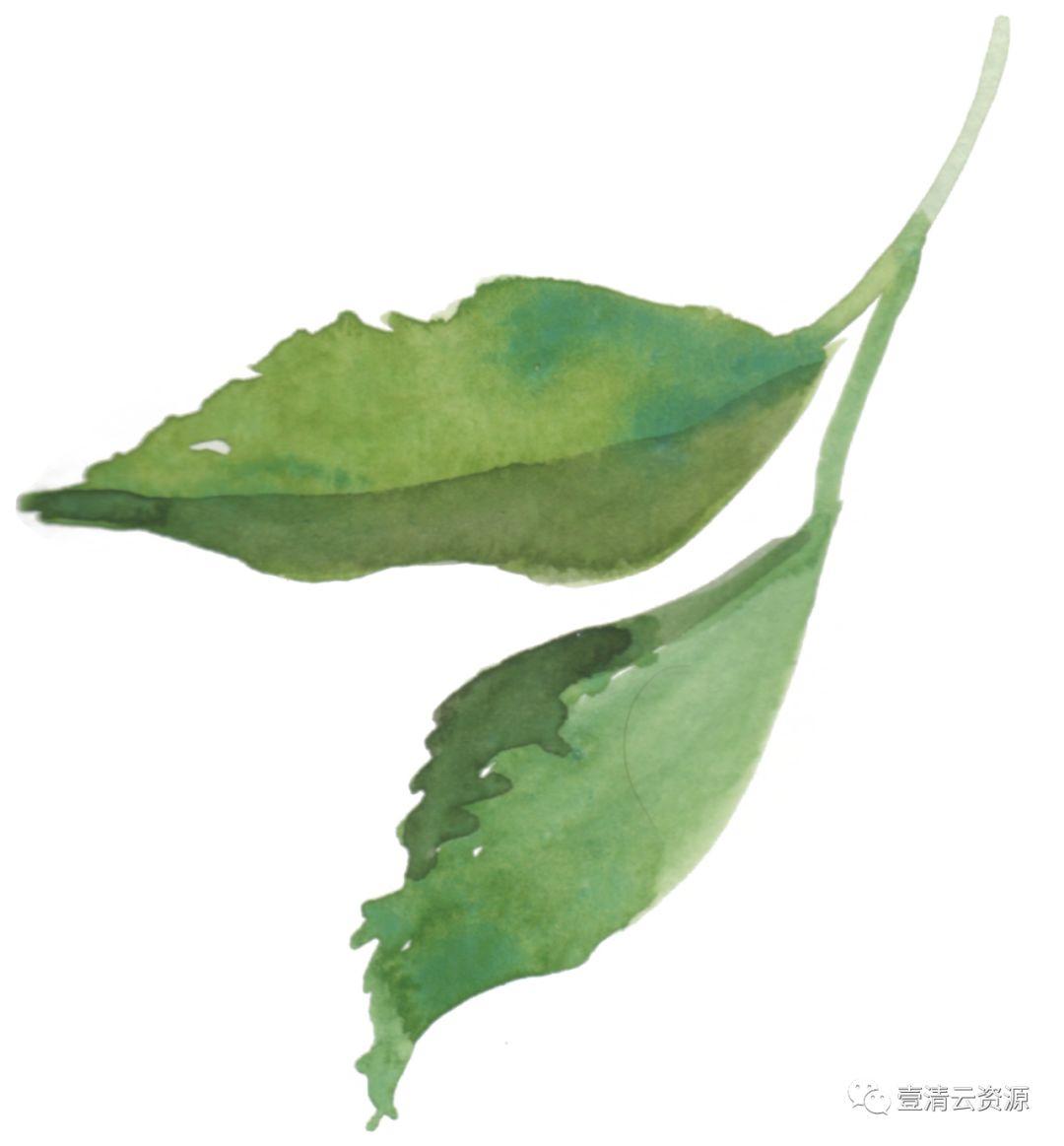 【S0525】【素材】婚礼元素水彩手绘花卉PNG免抠图植物请柬合成设计免扣素材
