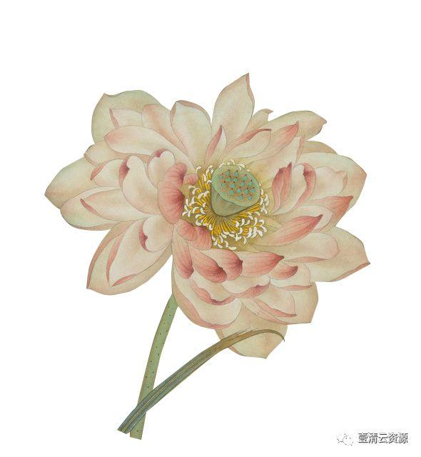 【S0533】【素材】桃花复古插画花瓣花朵枝叶雨伞油画PNG免抠设计素材源文件