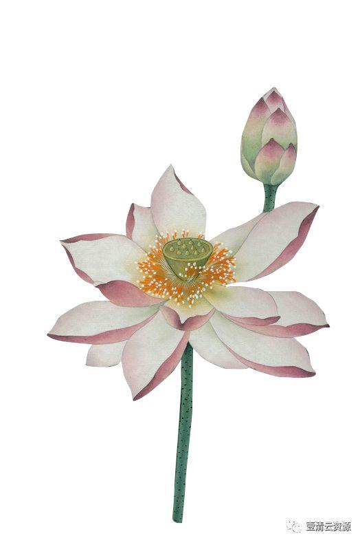【S0533】【素材】桃花复古插画花瓣花朵枝叶雨伞油画PNG免抠设计素材源文件