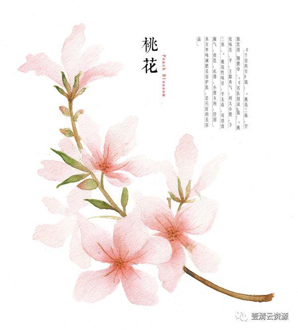 【S0533】【素材】桃花复古插画花瓣花朵枝叶雨伞油画PNG免抠设计素材源文件