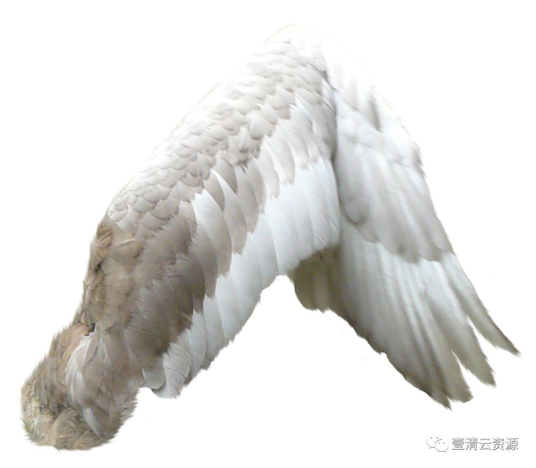 【S0547】【素材】唯美天使翅膀白色羽毛PNG免抠设计素材源文件