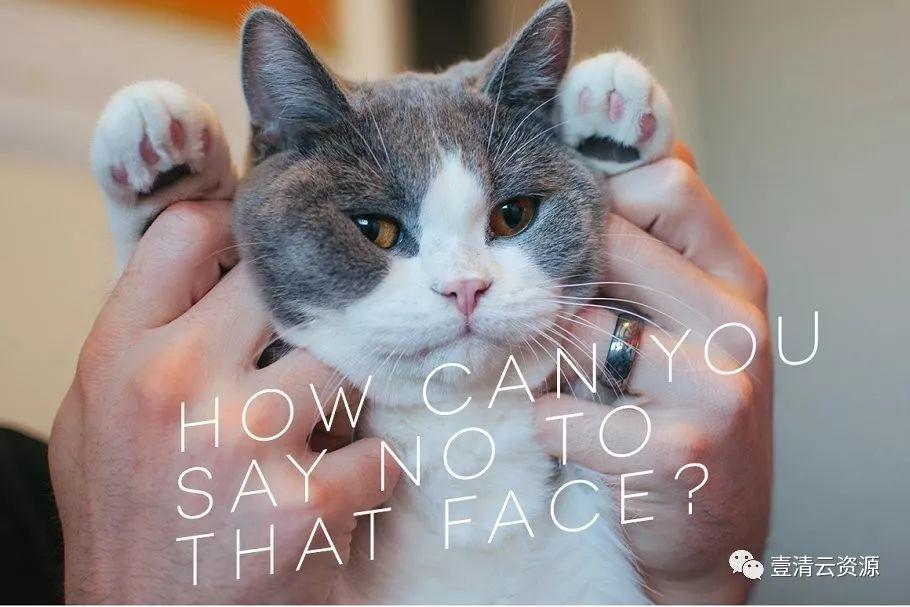 【S0689】【素材】各种宠物猫特写镜头高清照片JPG素材源文件