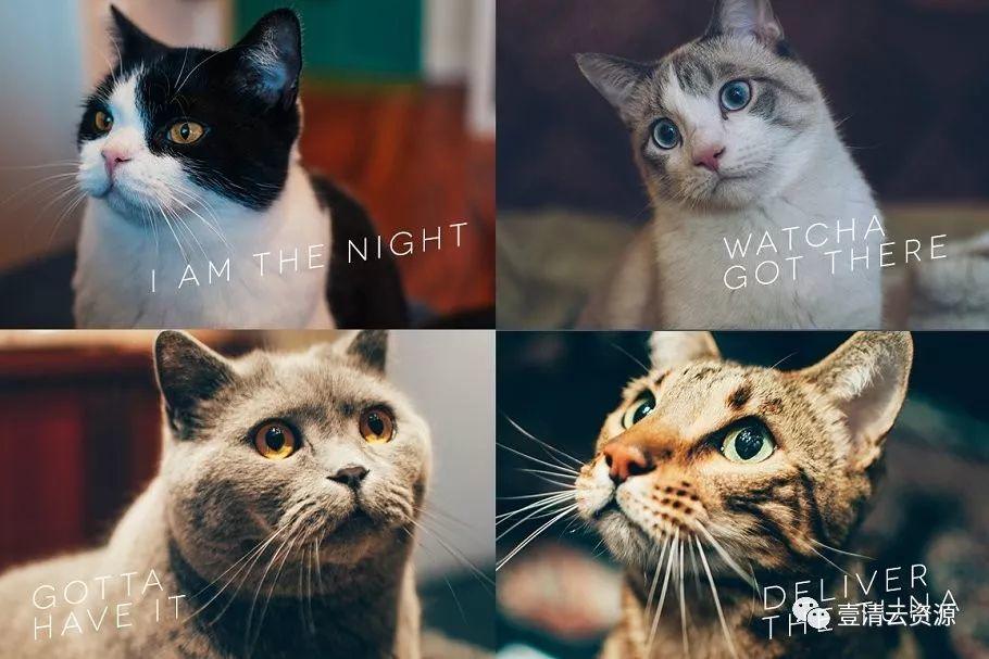 【S0689】【素材】各种宠物猫特写镜头高清照片JPG素材源文件