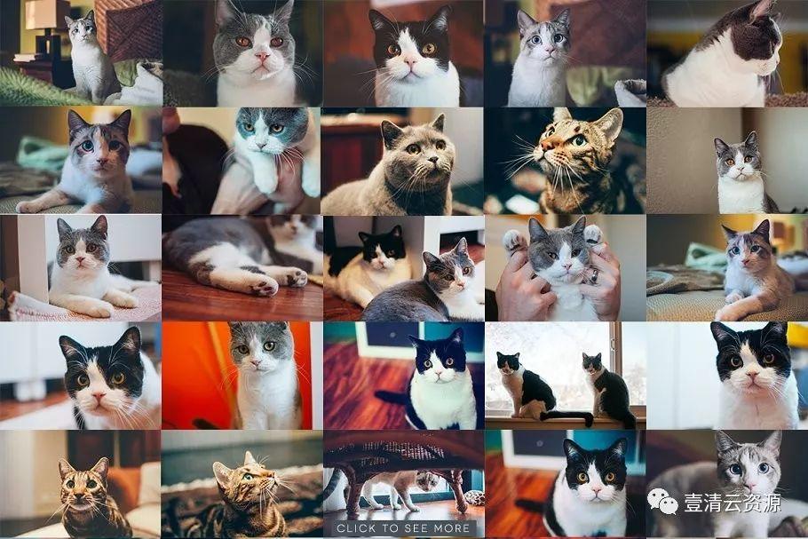 【S0689】【素材】各种宠物猫特写镜头高清照片JPG素材源文件