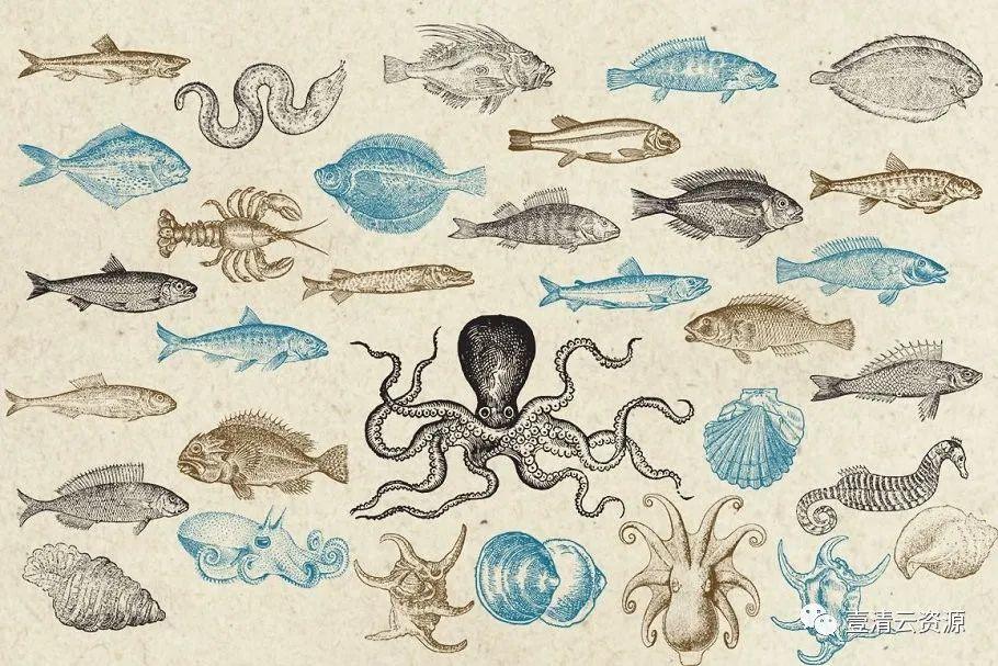 【S0741】【素材】海洋生物旧书插画集EPS PNG 设计素材源文件