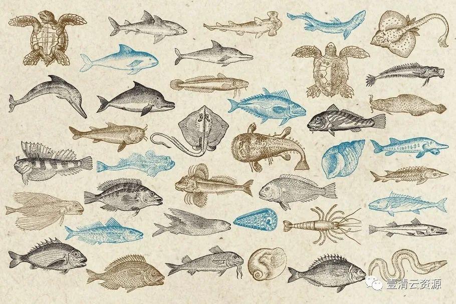 【S0741】【素材】海洋生物旧书插画集EPS PNG 设计素材源文件