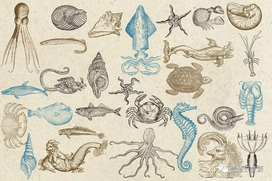 【S0741】【素材】海洋生物旧书插画集EPS PNG 设计素材源文件
