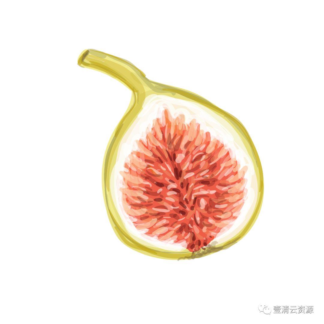 【S0798】【素材】夏季热带水果水彩手绘 PNG高清芒果西瓜火龙果 矢量设计素材