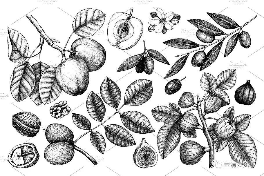 【S0941】【素材】黑色矢量树木植物插画EPS JPG设计素材源文件