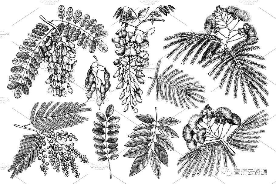【S0941】【素材】黑色矢量树木植物插画EPS JPG设计素材源文件