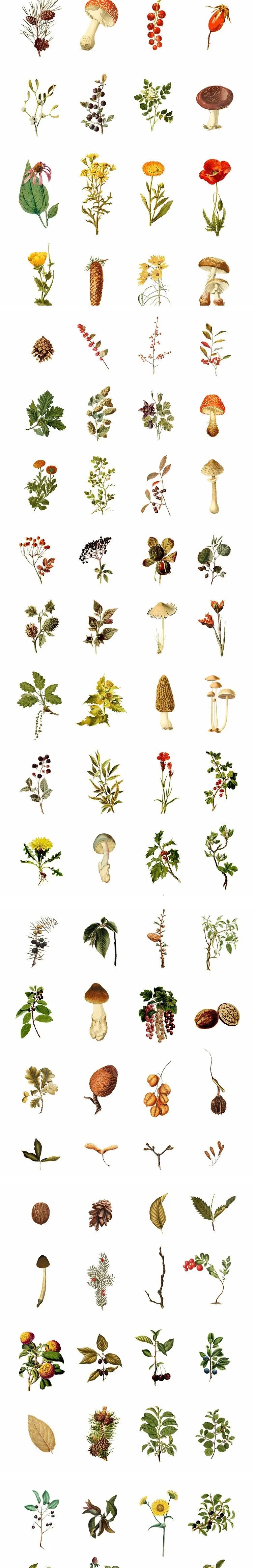 【S1138】【素材】自然清新水彩手绘森林植物树花卉素材 插画设计PNG免扣素材