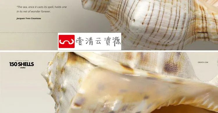 【S1229】【素材】海底世界高清海洋贝壳海螺海星图片素材 高像素透明背景PS