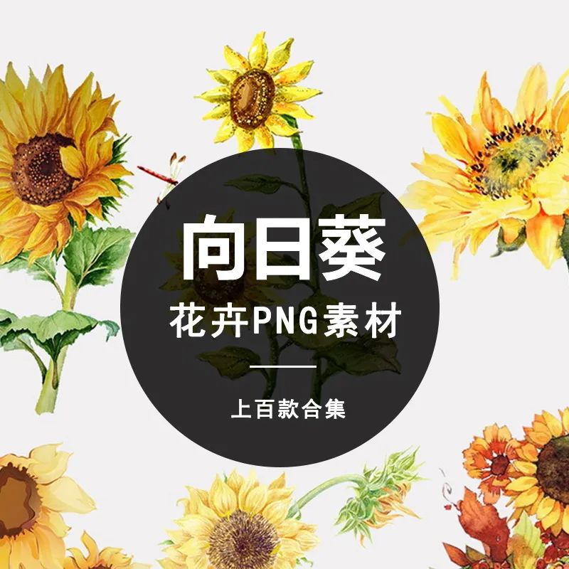 【S1062】【素材】清新活力彩色水彩手绘向日葵元素 上百款合集太阳花PNG免抠