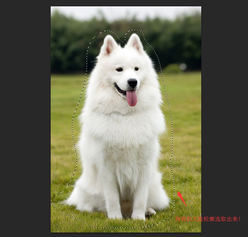 PS抠图教程：详细解析如何抠出毛茸茸的小狗