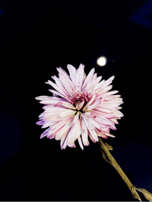 PS教程：通过PS给干花进行上色处理
