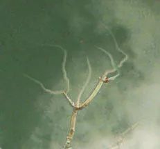 PS教学：合成天空飞翔的古老树屋教程