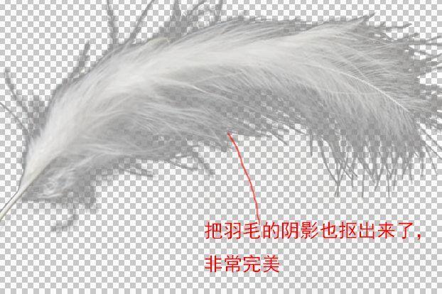 PS教程：PS巧用通道简单快速抠出羽毛图片