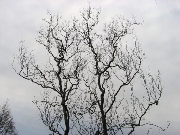 PS教学：合成天空飞翔的古老树屋教程