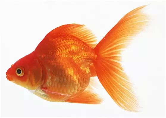 PS教学：合成一个创意的西瓜鱼缸